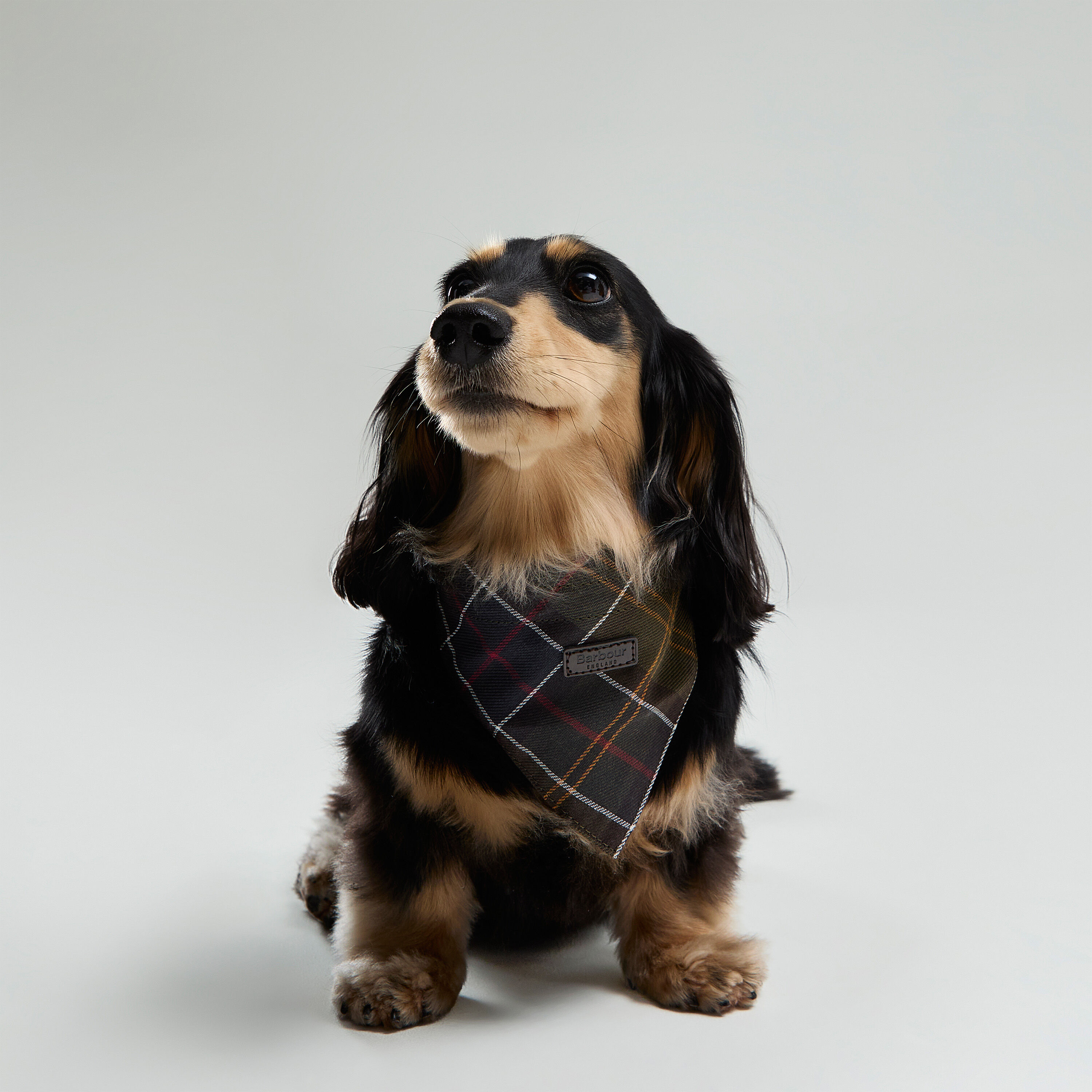 Barbour Dogs