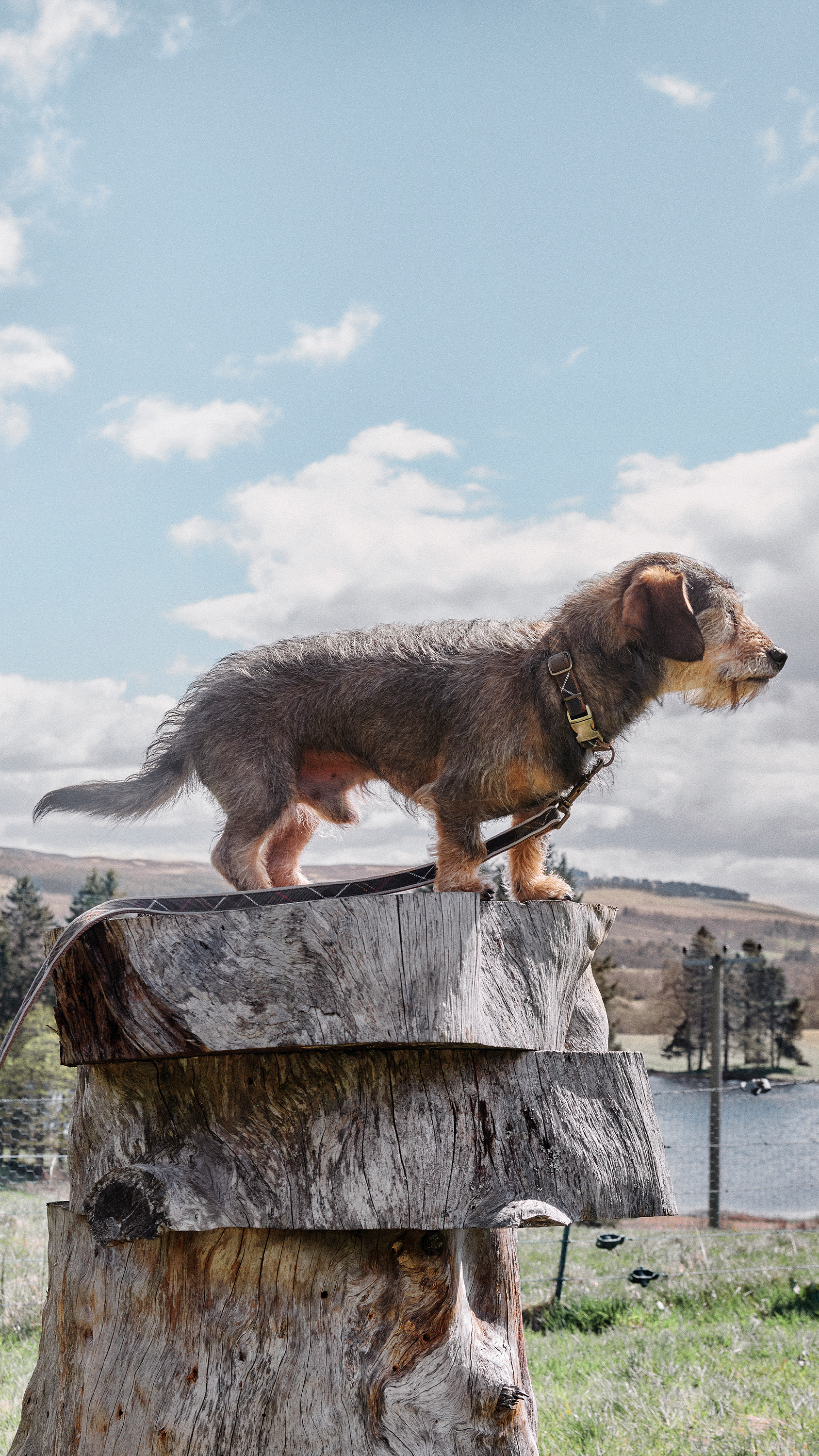 Barbour Dogs Competition