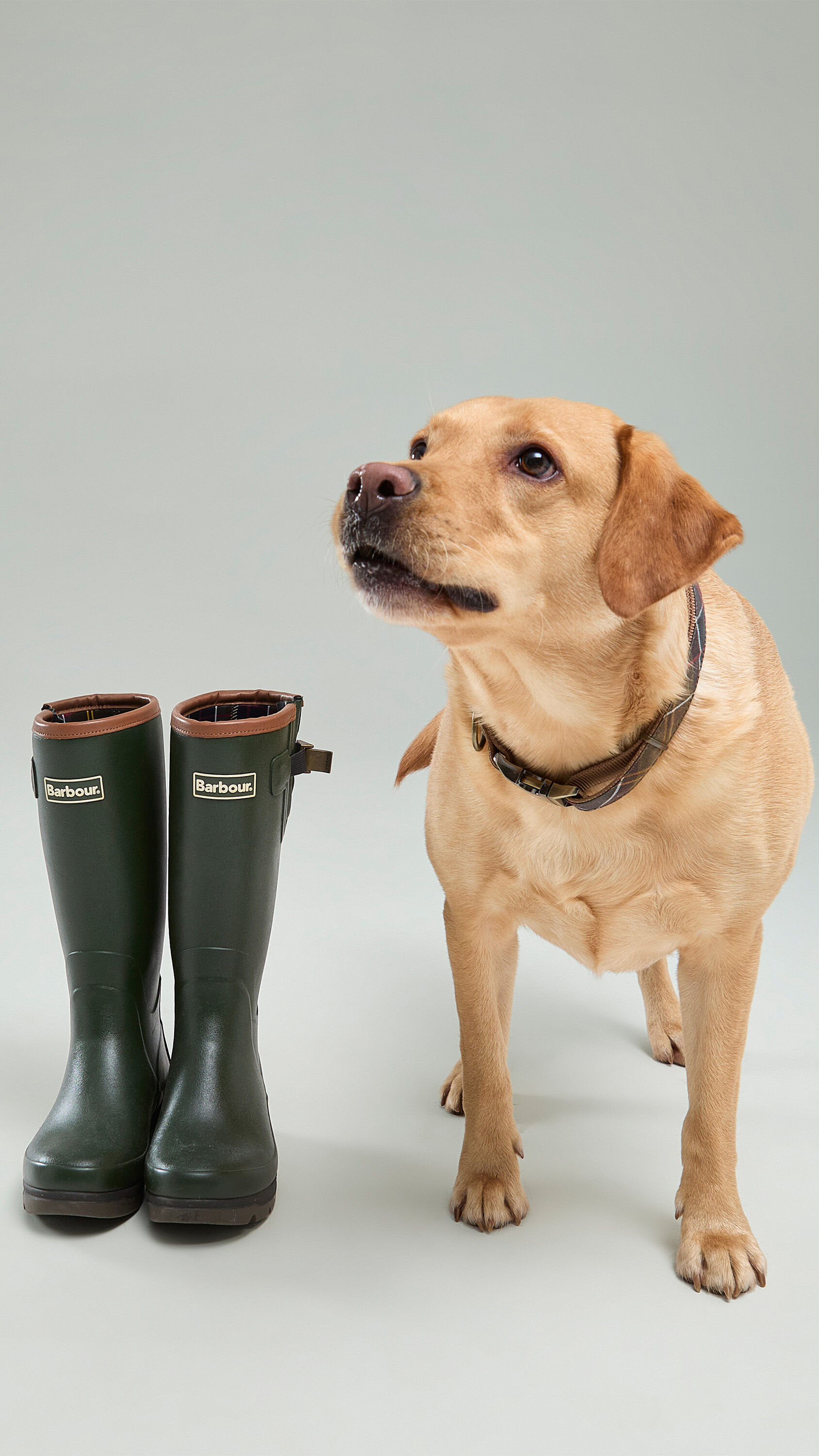 Barbour Dogs